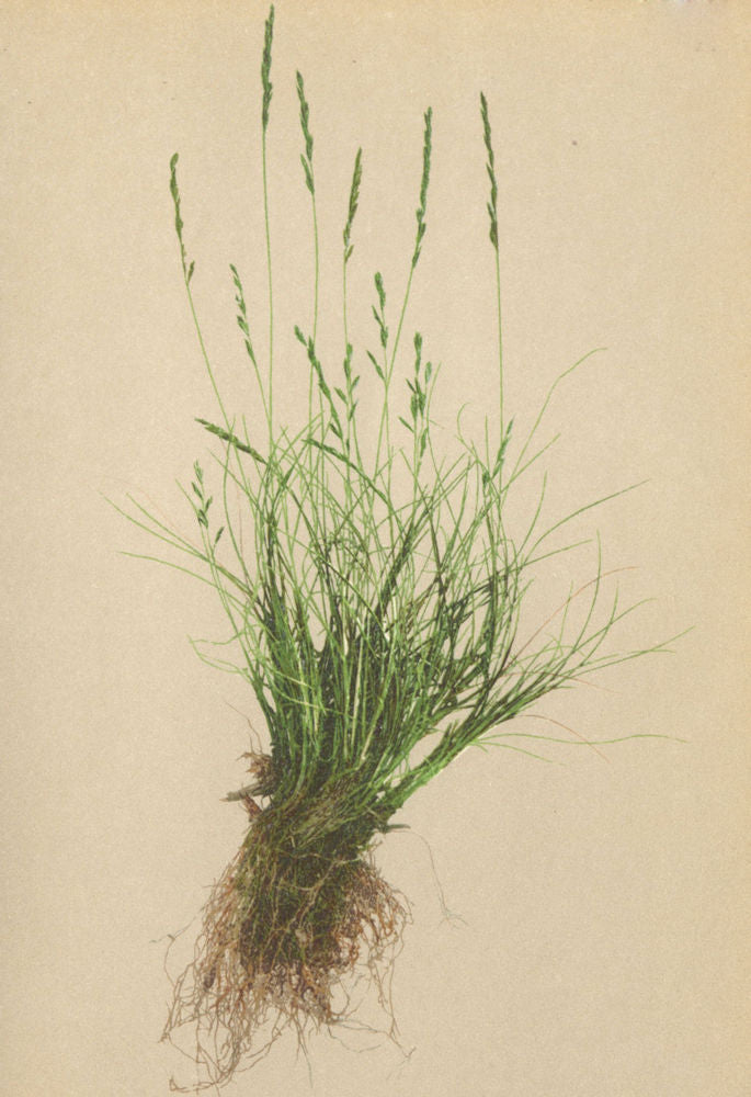 ALPENFLORA ALPINE FLOWERS. Festuca pumila Vill-Zwergschwingel 1897 old print